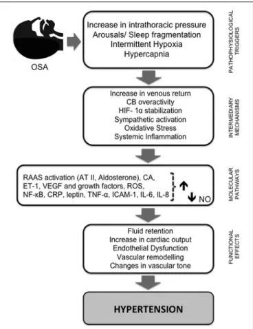 FIGURE 1 | Schematic diagram summarizing the pathways by which intermittent hypoxia leads to hypertension