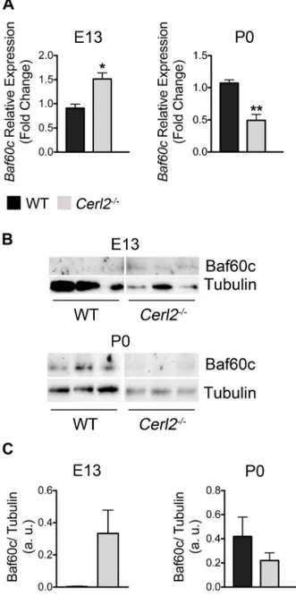 Figure 7. The absence of Cerl2 in embryonic hearts leads to up- up-regulation of Baf60c