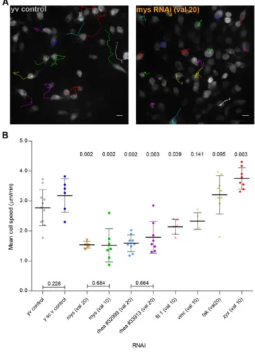 Fig. 2. NA and FA proteins are essential for optimal hemocyte migration.