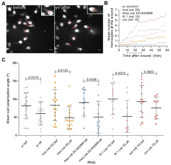 Fig. 3. Polarization towards a chemotactic cue does not depend on NA proteins. (A) yv control flies immediately before and 28 minutes after wounding, respectively