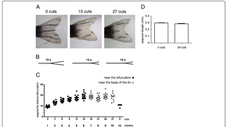Figure 1 The bifurcation position is distalized with repeated amputations. (A) The same caudal fin before amputation and after 15 and 27 amputations