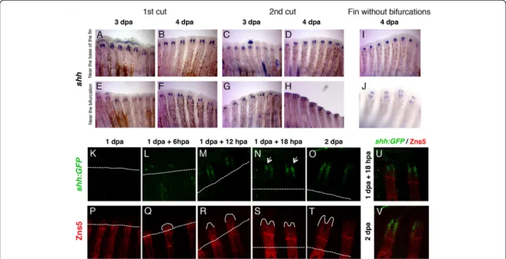 Figure 3 The expression pattern of shh during regeneration does not change with the proximal-distal level or the number of amputations