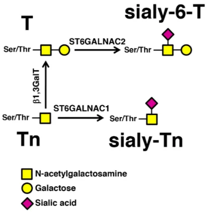 Figure 1: Biosynthesis of sTn by  ST6GALNAC1 .  The addition of α2,6-linked sialic acid on the Tn antigen (GalNAc-Ser/Thr),  mediated by ST6GALNAC1 results in the biosynthesis of the sTn antigen, while the addition of α2,6-linked sialic acid on the T antig