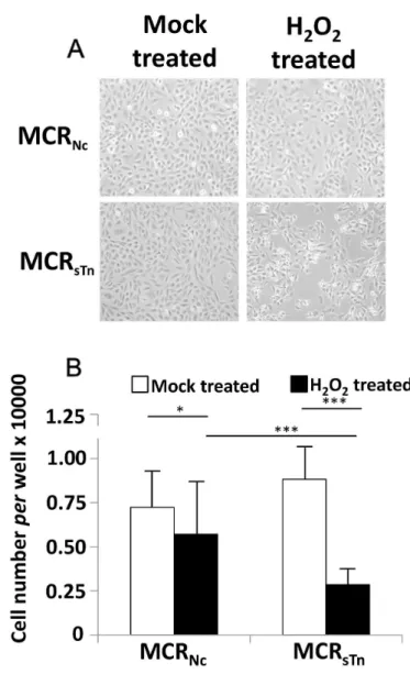 Figure 5: Cytotoxic effect of H 2 O 2 . (A) Cells were treated with H 2 O 2  or mock-treated as described in Materials and Methods and  photographed with a phase contrast microscope (original magnification 40 X)