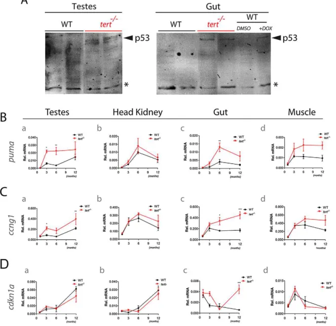 Figure 5B a, c). In the gut, puma expression is replaced by sustained up-regulation of the cell cycle arrest targets cdkn1a and cyclin G1 (Figure 5Cc and 5Dc)