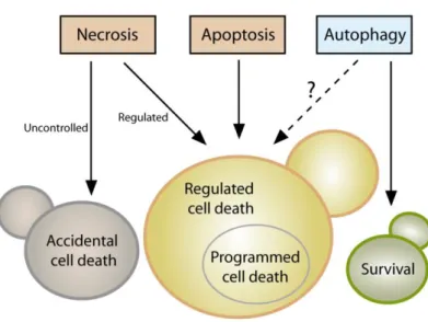 FIGURE 1: Yeast cell death. Yeast cells can  die  either  upon  exposure  to  very  harsh  microenvironmental  conditions  via   acci-dental  cell  death  (ACD)  or  in  the  context  of  a  failing  response  to  mild  stress  via  regulated  cell  death 