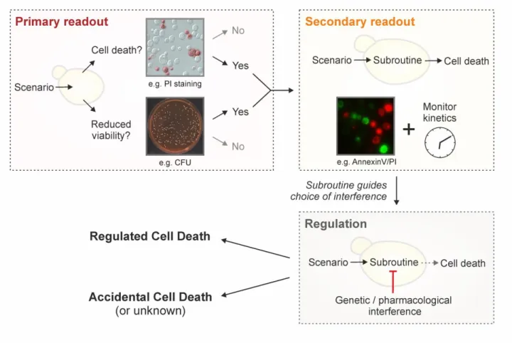 FIGURE 2: Strategy to characterize yeast cell death. To define a lethal scenario in yeast, we recommend to sequentially evaluate the follow- follow-ing three levels