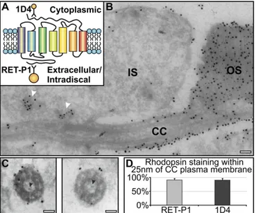 Fig. 2. Developing discs are evaginations of the rod photoreceptor plasma membrane. (A) Electron micrograph of a mouse rod photoreceptor IS and OS.