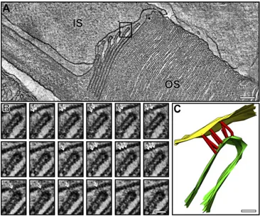 Fig. 3. Multiple junctions are present between the IS and the leading edge of developing discs