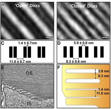 Fig. 5. As discs mature, a change in the membrane spacing occurs. (A) Slice from subtomographic average of developing “open” discs and (B) mature