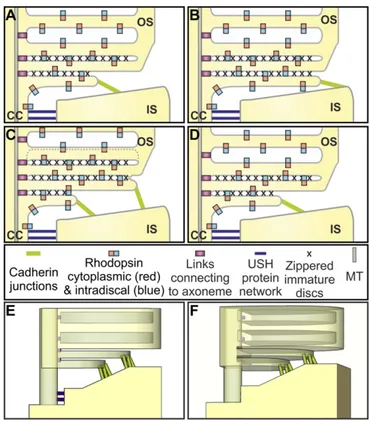 Fig. 7. Model of maturation of rod photoreceptor discs. (A – D) Schematic showing the rhodopsin-containing plasma membrane of the connecting cilium that is linked to the side of the periciliary ridge by the USH protein network