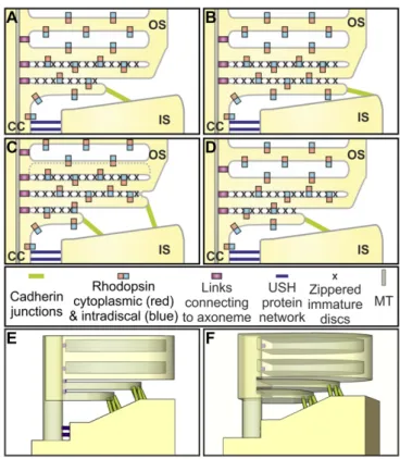 Fig. 7. Model of maturation of rod photoreceptor discs. (A – D) Schematic showing the rhodopsin-containing plasma membrane of the connecting cilium that is linked to the side of the periciliary ridge by the USH protein network