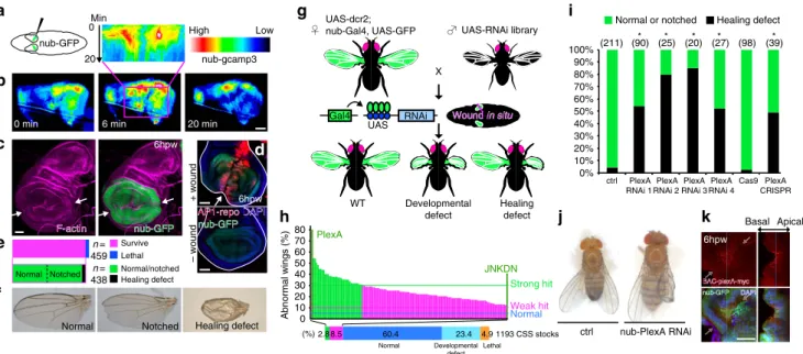 Figure 1 | An RNAi screen identifies a role for PlexA in wing disc repair. (a) Diagram of in situ wounding of wing discs (Supplementary Movie 1).