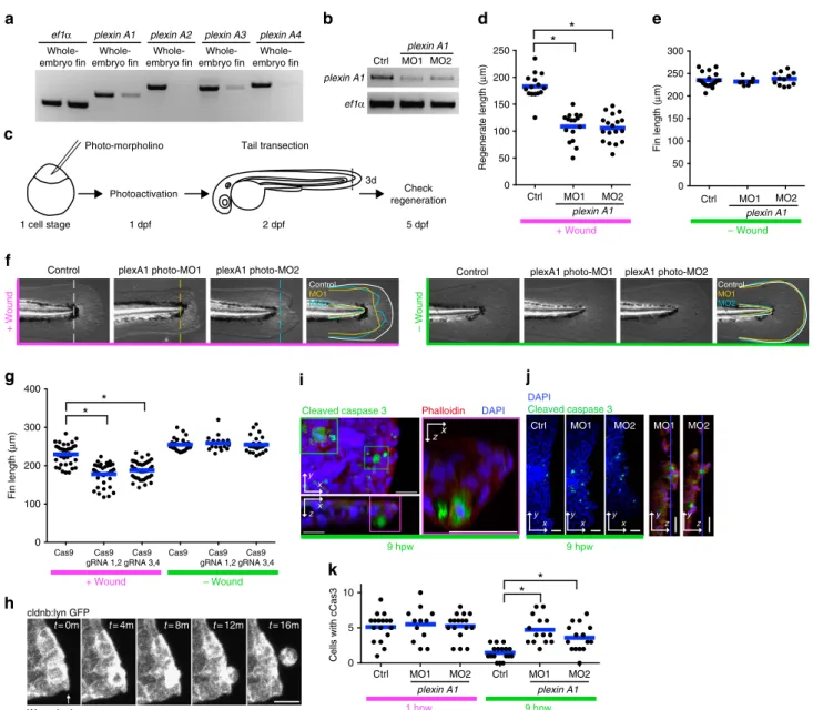 Figure 6 | Plexin A1 regulates wound repair in zebrafish fins. (a) RT–PCR of plexins. plexin A1 and A3 are relatively enriched in tail ﬁns at 2 d.p.f.