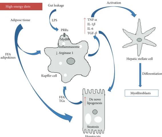 Figure 1: Kupffer cells and inflammation in NAFLD. Kupffer cells integrate a multitude of systemic and local stimuli, namely, inflammatory cues from diet-derived alterations in gut microbiota, as well as adipose tissue and hepatocytes signals of lipid meta