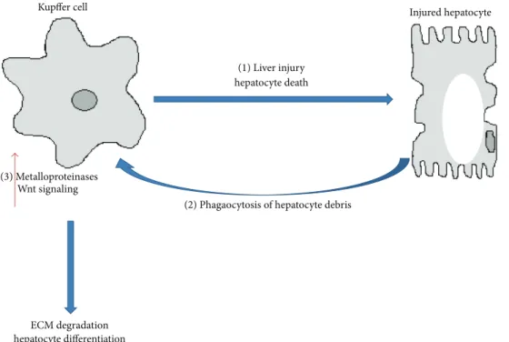 Figure 2: Role of Kupffer cells in fibrosis regression. Initial activation of Kupffer cells contributes to liver injury and hepatocyte cell death through the release of inflammatory cytokines (1)