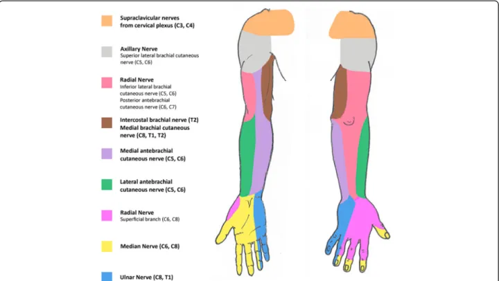 Fig. 6 Photograph of the patient's left upper limb three years after surgery. There is evidence of slight atrophy of the muscles innervated by the ulnar and median nerves, but its overall function is good