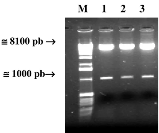FIGURA 5: Análise da digestão do isolado LMVinc pela endonuclease de restrição AatII em gel de agarose 1% corado em brometo de etídeo (0,1 µg/ml)