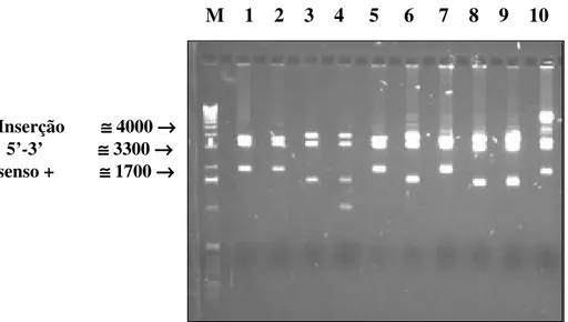 FIGURA 7. Análise em gel de agarose 1% corado em brometo de etídeo do DNA plasmidial dos clones recombinantes através de digestão DraI/XbaI