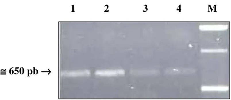 FIGURA 8. Análise em gel de agarose 1% corado em brometo de etídeo (0,1 µg/ml) dos fragmentos amplificados com os oligonucleotídeos específicos para a HC-Pro do PVY e purificados para o seqüenciamento