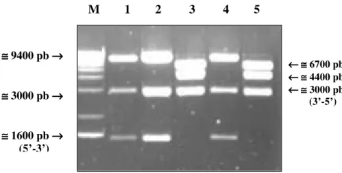 FIGURA 10. Análise em gel de agarose 1%, corado em brometo de etídeo do perfil eletroforético dos clones digeridos pelas endonucleases de restrição BamHI/XhoI para verificação da orientação de inserção dos fragmentos recombinantes LMVinc+HCwt e LMVinc+HCmu