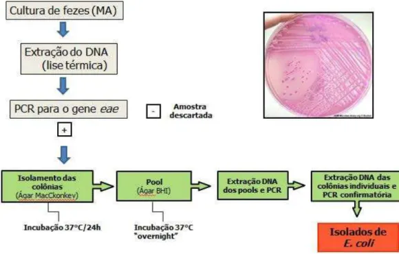 Figura 1: Fluxograma indicando os procedimentos adotados para se obter os  isolados de EPEC