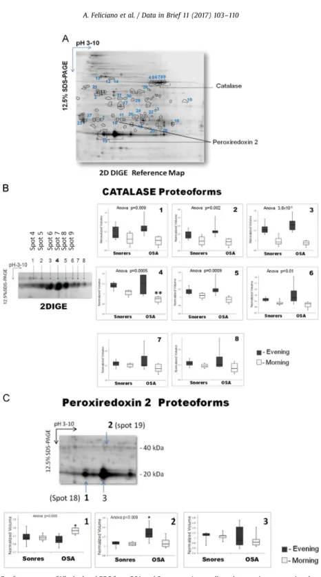 Fig. 1. 2DIGE reference map of Hb-depleted RBC from OSA and Snorers patients collected at evening or morning day time