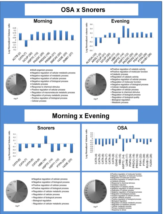 Fig. 2. Fold-change histogram and pathway analysis of RBC proteins/proteoforms with differential abundance in OSA versus Snorers at morning or evening and Morning versus Evening in Snorers or OSA (read from top to down)
