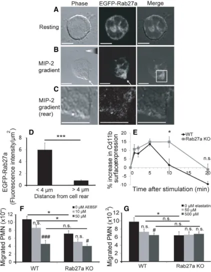 Fig. 3. Rab27a localises to the uropod in migrating neutrophils, and Rab27a-dependent secretion of serine proteases promotes neutrophil migration