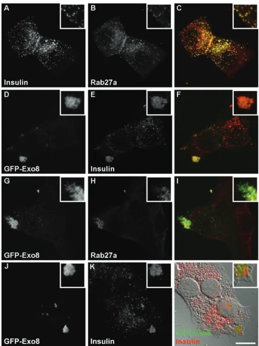 FIGURE 1:  Localization of exophilin8 on insulin granules in MIN6 cells. MIN6 cells without  (A–C) or with infection of adenovirus encoding EGFP-fused exophilin8 (GFP-Exo8; D–L) were  double-imaged for insulin (A, E, and K), Rab27a (B and H), and GFP-Exo8 