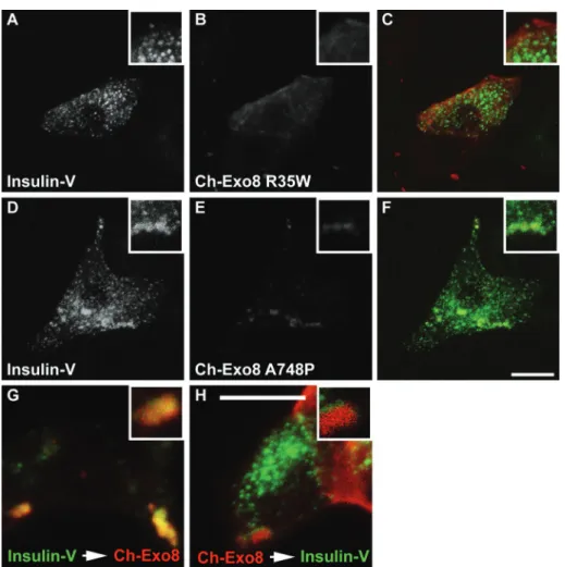FIGURE 3:  Effects of wild-type and mutant exophilin8 expression on insulin granule distribution