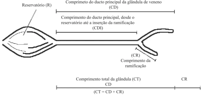 Fig. 1. Esquema da glândula de veneno em operárias de A. mellifera apresentando as regiões morfológicas aferidas (ilustrado  por V