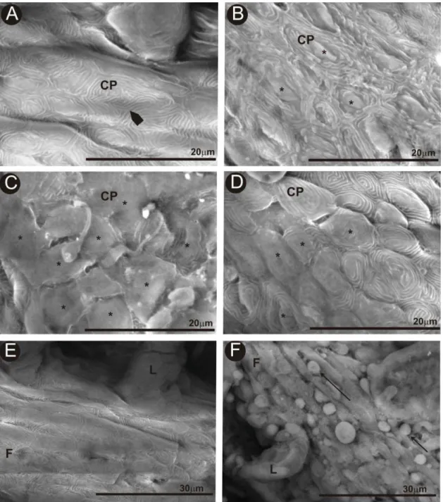 Figura 1: Micrografias eletronicas de varredura de brânquia de O. niloticus. A e E: Grupo  controle; B: Tratamento 1; C: Tratamento 2; D e F: Tratamento 3