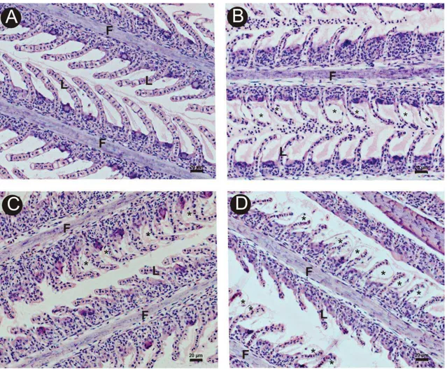 Figura 2: Seções histológicas de brânquia de O. niloticus. A: Grupo controle; B: Tratamento  1; C: Tratamento 2; D: Tratamento 3