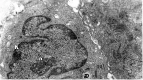 Fig. 21  - Microscopia electrónica de transmissão 6500X. Mucosa oral humana. Célula de Langerhans