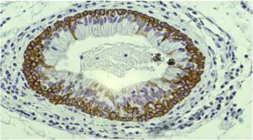 Fig. 33  - Microscopia óptica imunocitoquímica anticorpo anti 34 βE12 250X. Corda vocal humana