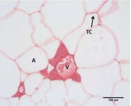 Figura 2: Secção histológica do tecido adiposo de Prochilodus lineatus  (corimbatá) coletado no mês de janeiro de 2011- Picrossirius.