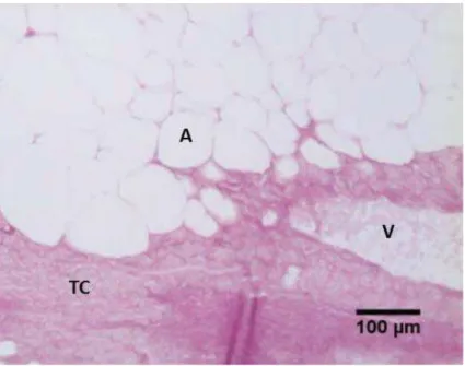 Figura 4: Secção histológica do tecido adiposo de Prochilodus lineatus (corimbatá) coletado no mês de dezembro de 2010 - PAS.