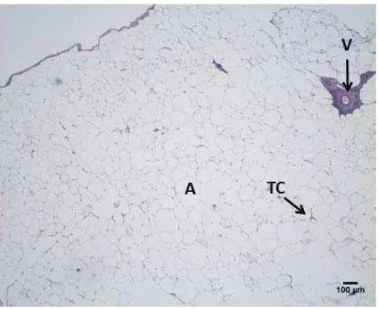 Figura 5: Secção histológica do tecido adiposo de Prochilodus lineatus  (corimbatá) coletado no mês janeiro de 2011 - HE.