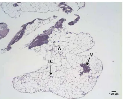 Figura 12: Secção histológica do tecido adiposo de Prochilodus lineatus  (corimbatá) coletado no mês novembro de 2011 - HE.