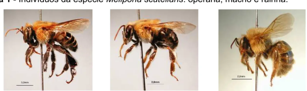 Figura 1 - Indivíduos da espécie Melipona scutellaris: operáriat macho e rainha.