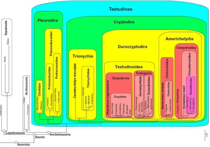 Figura 1. Hipótese filogenética dos Testudines baseada em centenas de táxons e modelos de  construção filogenéticos mistos