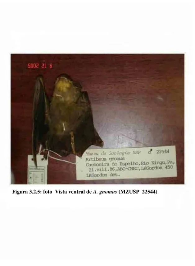 Figura 3.2.5: foto  Vista ventral de A. gnomus (MZUSP  22544) ) 