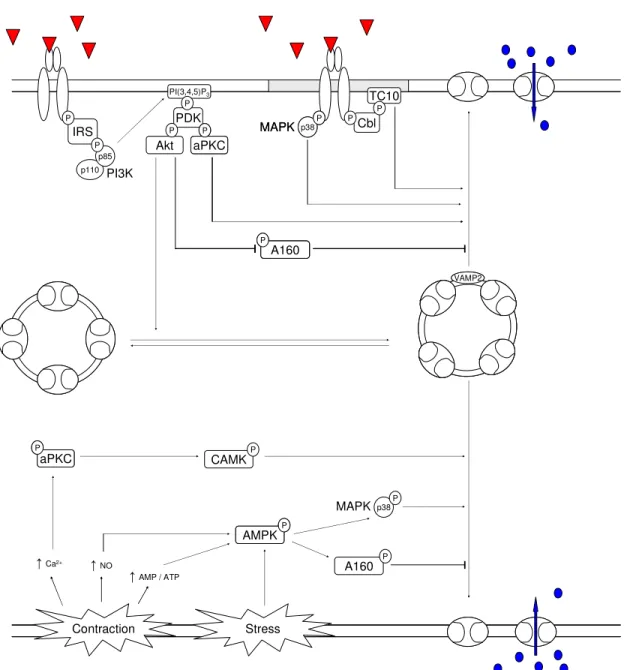 Figure 4 - Induction of GLUT4 translocation. Representation of stimuli and intracellular pathways that  lead  to  GLUT4  translocation  and  activation  (adapted  from  (Higaki  et  al.,  2001;  Jessen  and  Goodyear,  2005;  Long  and  Zierath,  2005;  Ro