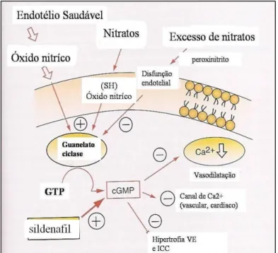 Figura  7:  Disfunção  endotelial:  a  sua importância no controle do tónus  vascular 