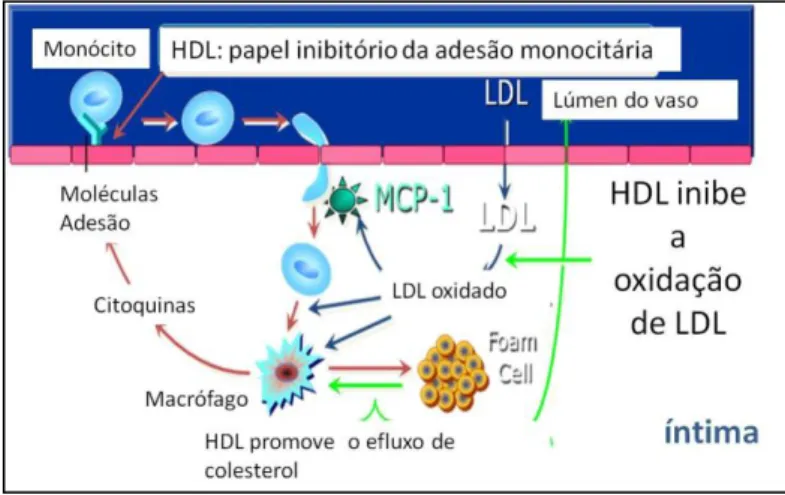 Figura 11: Mecanismos protetores  do HDLc na íntima arterial   Adaptado de Mackness 148  e  Cockerill 147 