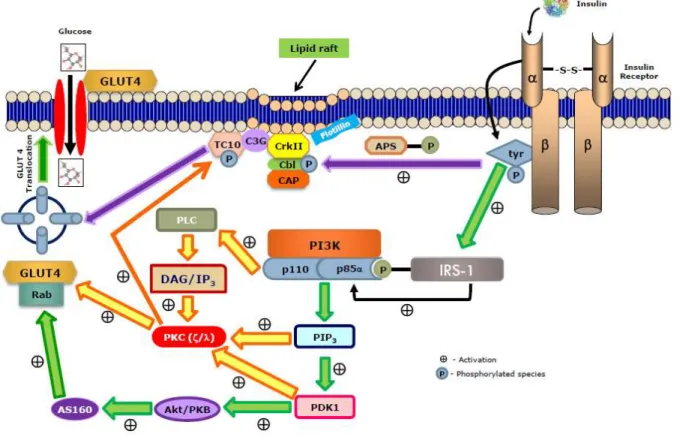 Figure  1.4  –  Simplified  representation  of  molecular  mechanism  involved  in  insulin  signaling  pathway  that  regulates glucose transporter (GLUT4) translocation to cell membrane