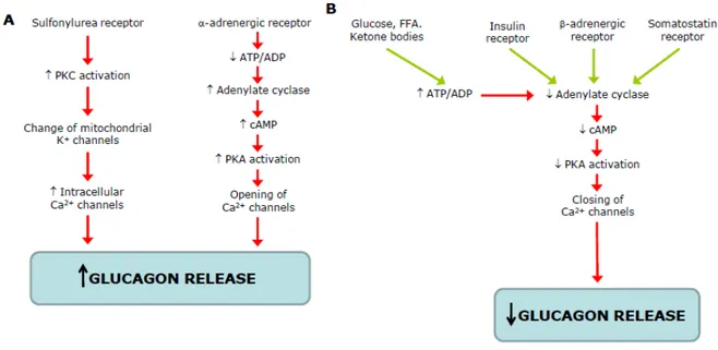 Figure 1.5 - Schematic representation of stimulators (A) and inhibitors (B) of glucagon of glucagon secretion