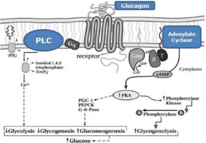 Figure  1.6  –  Glucagon  signaling  pathway.  PLC,  Phospholipase  C;  PIP 2 ,  phosphatidylinositol  4,5-biphosphate; 