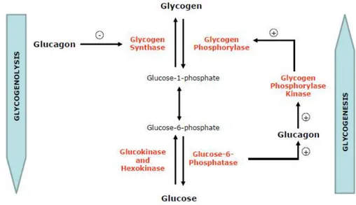 Figure  1.7  – Regulation  of  glycogen  metabolism  by  glucagon  in  the  liver.  Diagram  outlines  the  effects  of  glucagon on glycogenolysis and glycogenesis in the liver